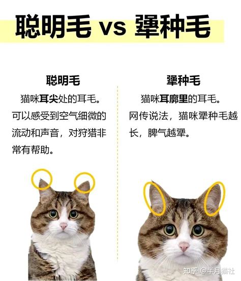 智慧毛|聪明毛vs犟种毛？耳毛真的能代表猫咪的智商和性格吗？